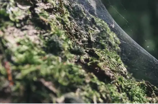 她用一生守护师道尊严——道德楷模黄凤兰的感人故事