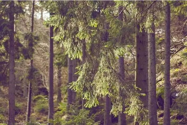 王传福透露：比亚迪即将引爆颠覆性技术！