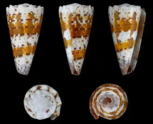 千万网友惊出冷汗！这种致命海螺悄然潜伏，碰一次可能瞬间致命