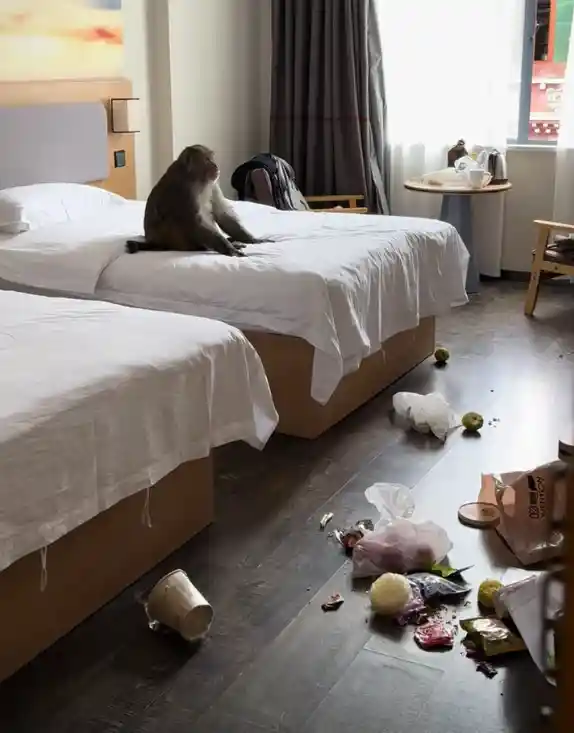 西藏游客回酒店惊现猴子端坐床头，零食散落满地