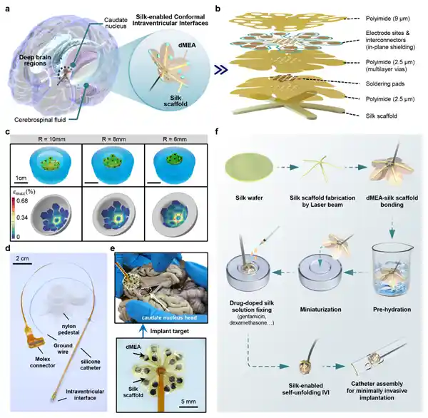 脑机接口新纪元：智能变形芯片精准贴合大脑核心