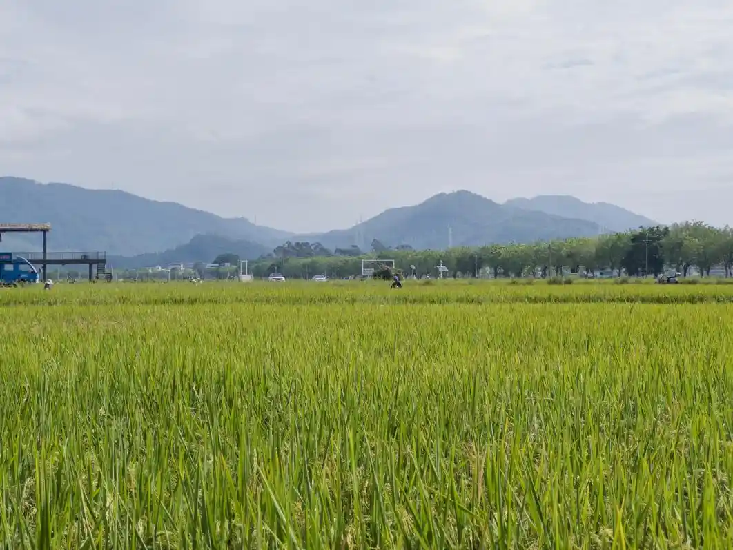 地标赋能乡村崛起，粤字号闪耀大湾区新名片