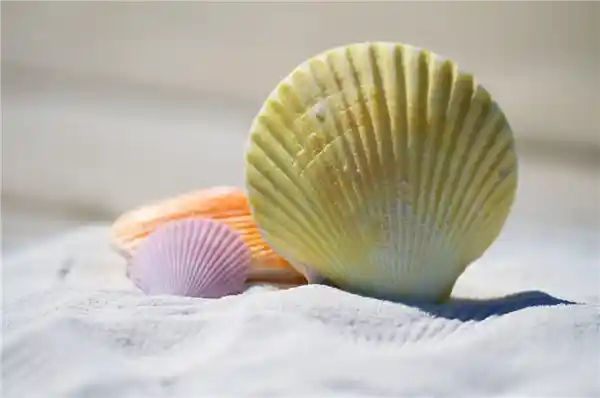 日企松绑！日本海鲜首度重启对华出口