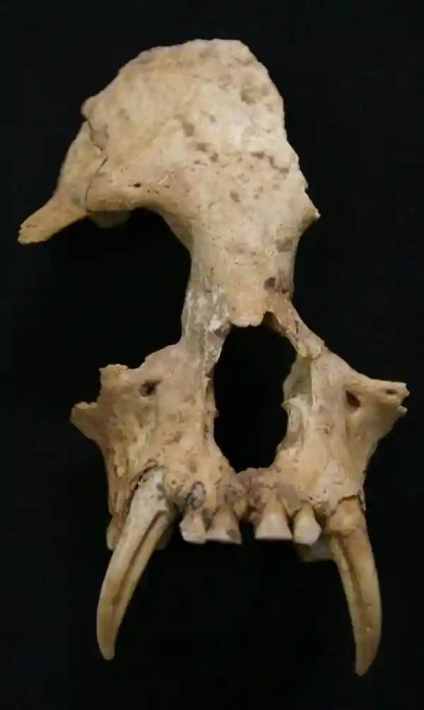 惊世发现！秦始皇祖母陵墓出土长臂猿DNA破解，竟是已灭绝的全新物种