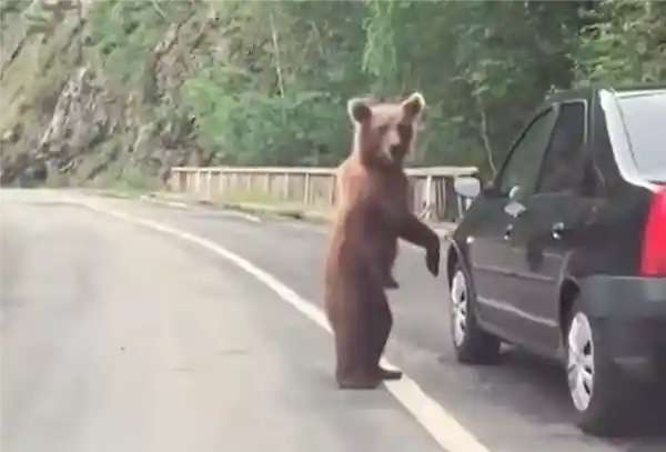 北海道熊灾危机升级：千头熊遭猎杀 焚烧厂濒临崩溃