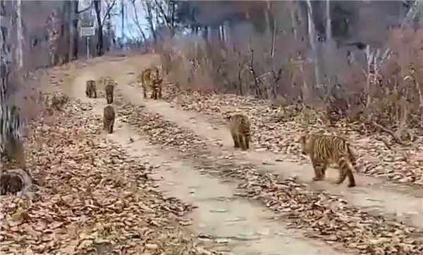 中国首现六虎同框奇观，一胎五崽震撼世界