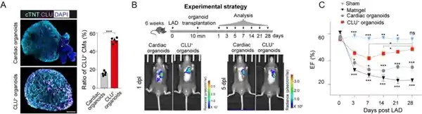 心脏惊现自愈奇迹！科学家揭开生命新奥秘