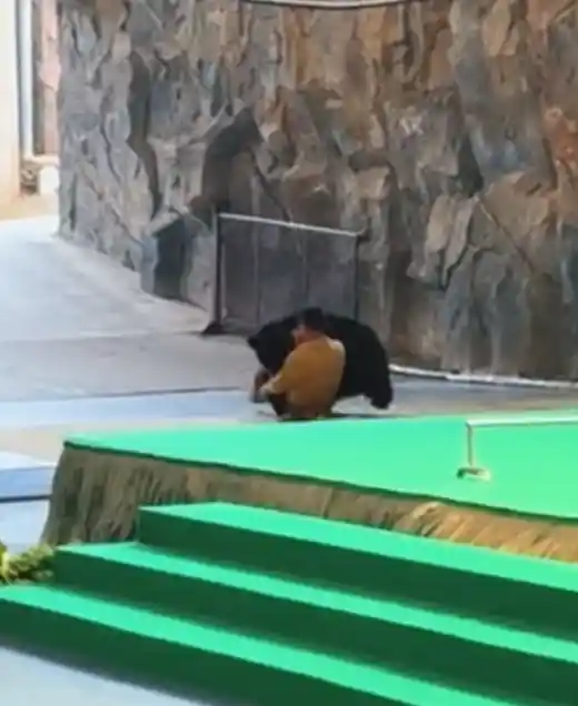 黑熊突袭饲养员！杭州野生动物世界紧急叫停行为展示