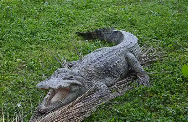 佛州居民厨房不速之客：2.4米长鳄鱼上演死亡翻滚被捕瞬间