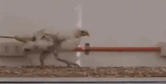 《给鸡安上假尾巴，竟意外走出了霸王龙的步伐！远古巨兽的行走秘籍？》