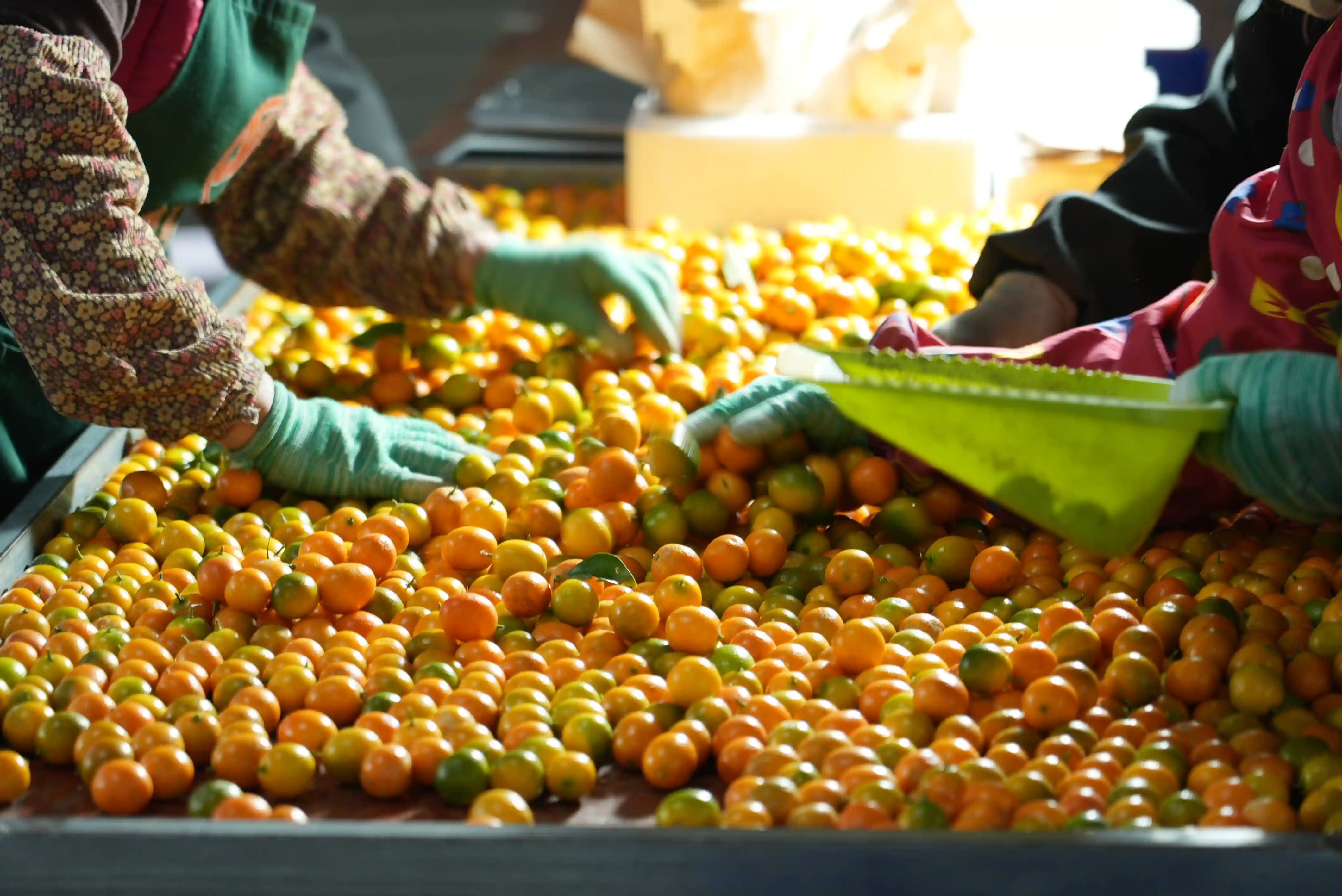 《拼多多2024财报出炉：商保会升级赋能，共筑共赢新生态》