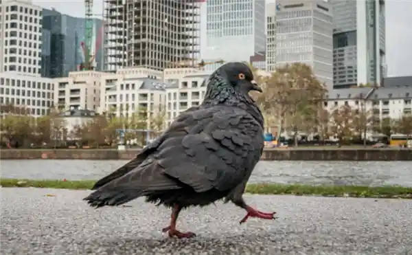 德国火车站出奇招：给鸽子喂避孕药！