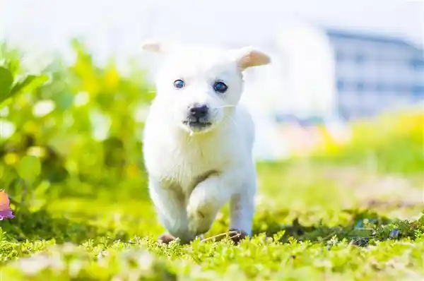 宠物狗舔一口，男子竟离奇身亡！罕见致命病原体真相大揭秘