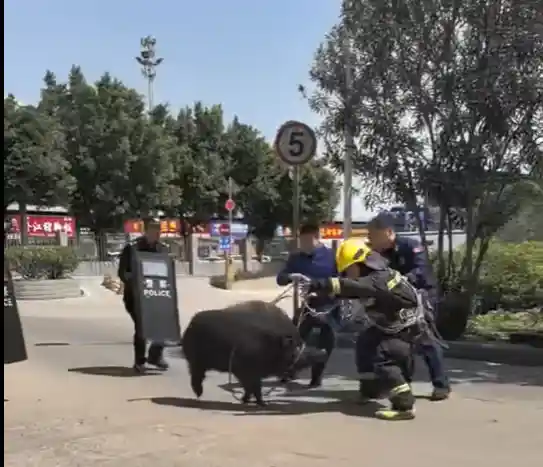 三百斤野猪突袭肉联厂，獠牙如刃凶猛异常，终被一斧制伏！