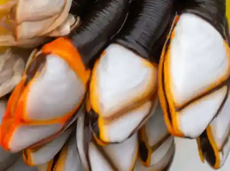 网友惊遇17条腿怪蟹！专家揭秘：原来是它，安全无毒