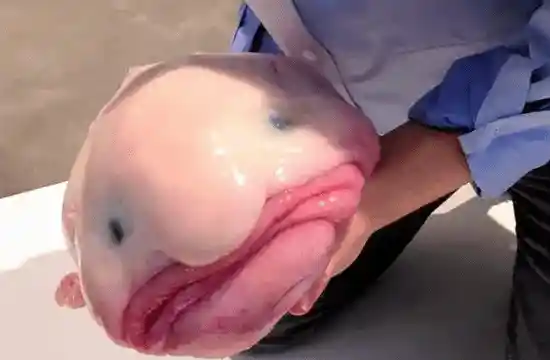 丑萌登顶！世界最丑动物水滴鱼荣膺新西兰年度鱼类