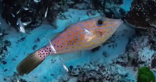 《震撼瞬间：泰国潜水员捕捉地震中鱼群神秘集体卧底奇观》