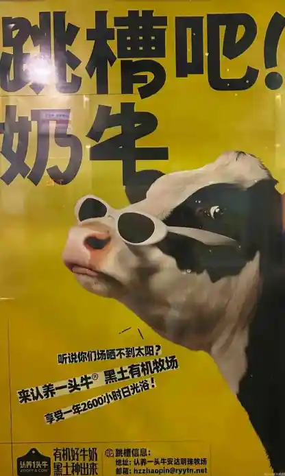 认养一头牛玩梗‘找工作 直接跟老板哞’引热议，官方回应致敬BOSS直聘！