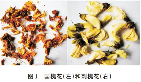 《比苹果高出10倍的维C宝藏花，鲜美营养爆表，错过真要再等一年！》