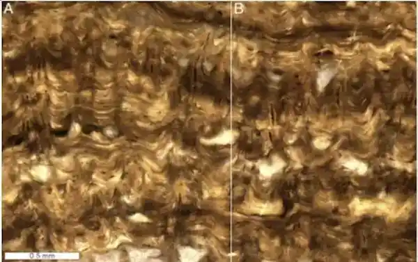 4.8亿年前嫘祖冠毛层孔海绵惊现世间，揭秘远古生命的惊人真相