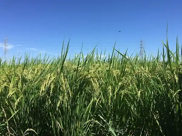 我国突破技术瓶颈，稻米造血有望缓解人血清白蛋白短缺问题