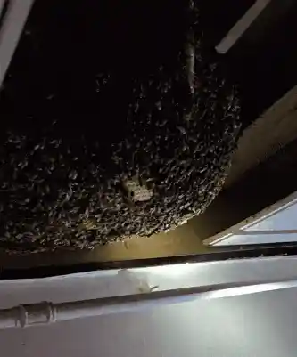 《新租客噩梦！入住首日竟发现天花板暗藏40厘米巨型蜂巢》