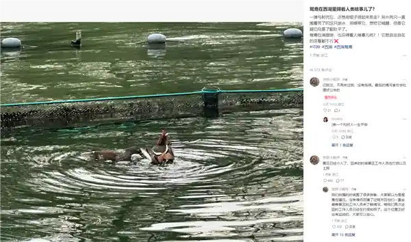 弹弓下的悲剧：34岁男子西湖射杀鸳鸯引众怒，官方重拳出击严惩不贷！