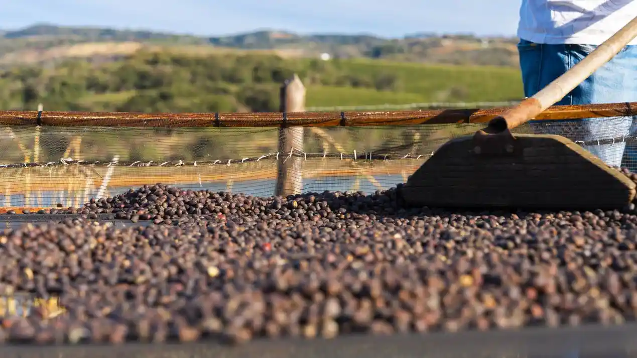 《咖啡飘香：解锁中拉经贸+文化合作新篇章》