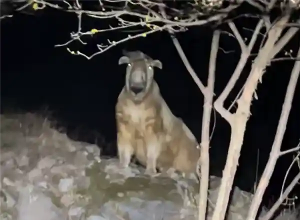 《惊魂两遇！钓鱼客秦岭邂逅杀人王羚牛，专家紧急提醒》