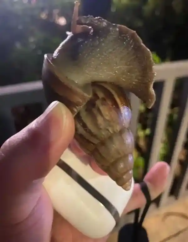 深圳雨后惊现巨型蜗牛，手掌大生物引热议：小心别碰！