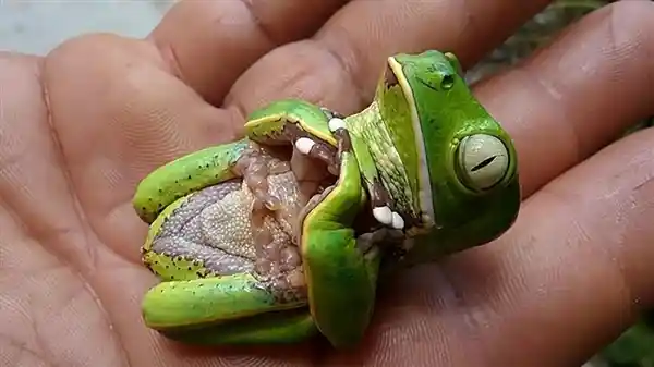 动物演技大揭秘：进化为何让它们学会装死逃生？