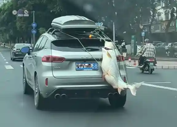 男子骑车带一米长鱼游街引热议，官方回应：属不良行为已处理