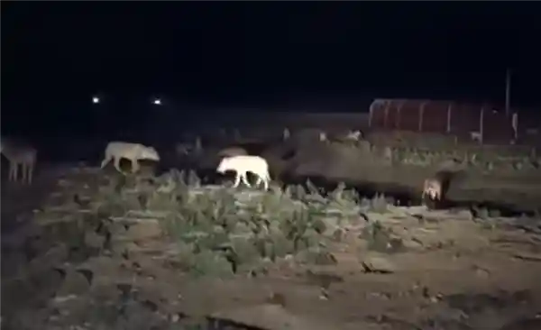 货车司机深夜遭狼突袭！惊悚画面曝光，网友直呼比电影还刺激