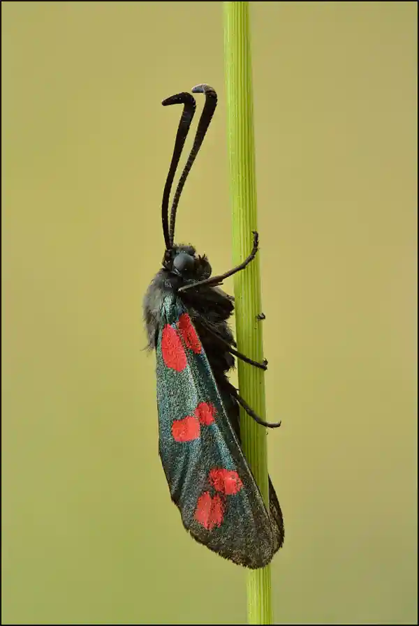 相爱相杀！动物界那些刷新人类认知的爱情戏码