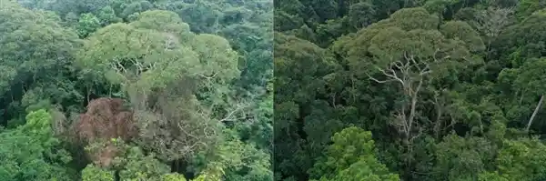 《雷电续命术：它们竟靠被劈活到300岁！》