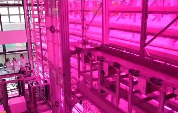 新标题：**逆天种植术！科学家沙漠竖向种菜，产量暴增100倍**