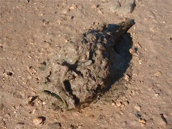 新标题：**海滩惊魂：一脚踩上带刺‘石头’，两小时悲剧身亡！**