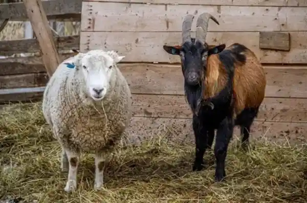 南方人为何对羊肉爱搭不理？揭秘地域饮食背后的冷知识