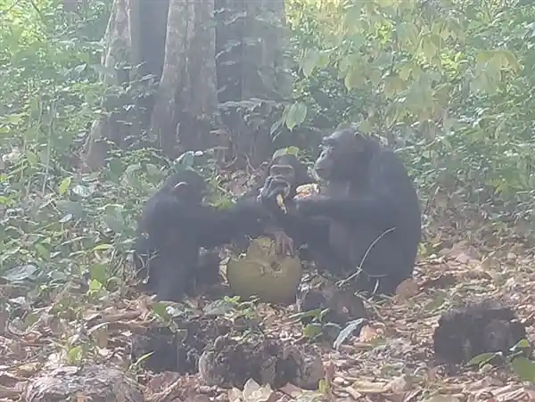【醉美自然】黑猩猩首次被拍到享用发酵水果，解锁动物界的微醺时刻