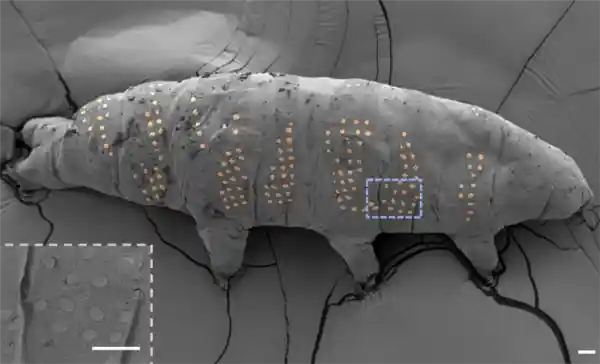 西湖大学团队首创冰刻纹身术，为毫米级水熊虫披上科技战甲