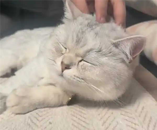 从16楼坠落奇迹生还！猫咪仅‘损耗’两条命，网友：这是怎么做到的？