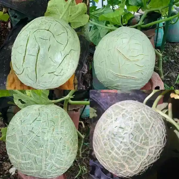 揭秘哈密瓜的秘密：那些看似纹路竟是肥胖纹？我竟为水果感到emo！