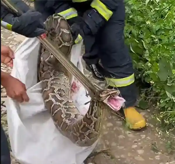 30斤巨蟒血口吞三鸡，村民惊恐直呼活久见！