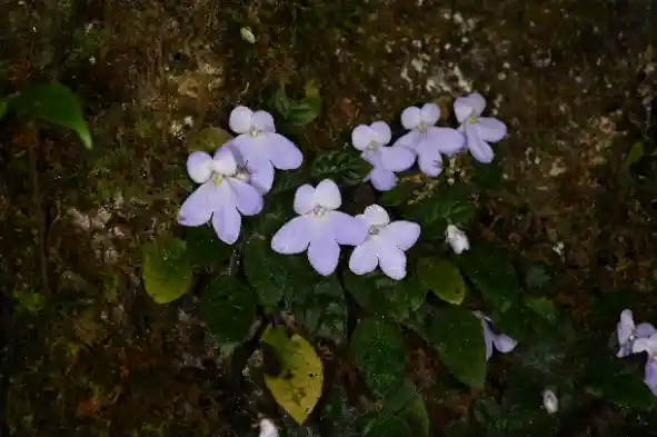 失传百年终现人间！我国成功拯救极危大花石蝴蝶