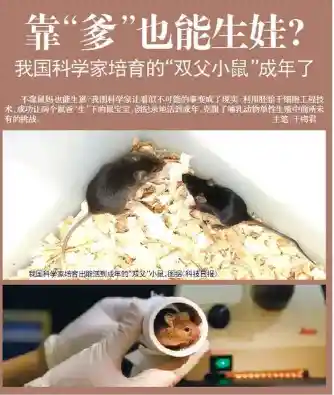 双爸小鼠突破生殖极限，无母基因后代创世界纪录