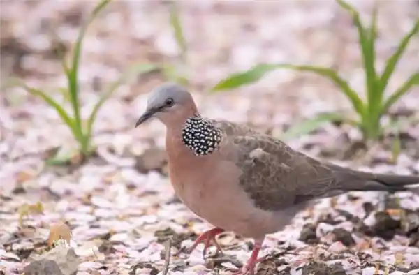 城市斑鸠称王：无鸟能敌的生存密码