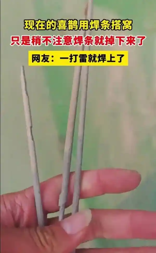 《喜鹊玩焊接艺术搭巢，路边车辆惨变铁屑收集器》