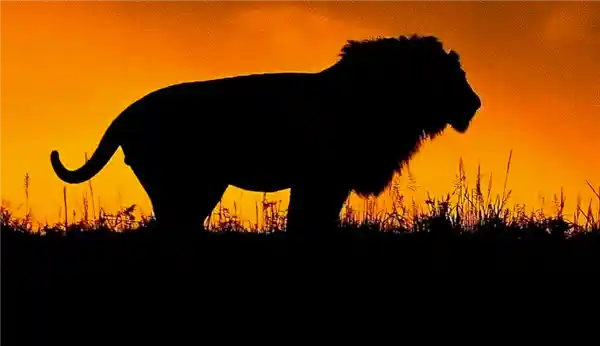 深夜露营惊魂！非洲男子遭狮袭命悬一线，生死瞬间曝光