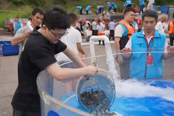 62万尾长江鲟重返母亲河：共筑生态新篇章