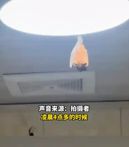 惊人发现！网友家中闯入‘蝙蝠界巨无霸’：M号翅膀难掩XXL身材，深夜开饭惊魂一幕